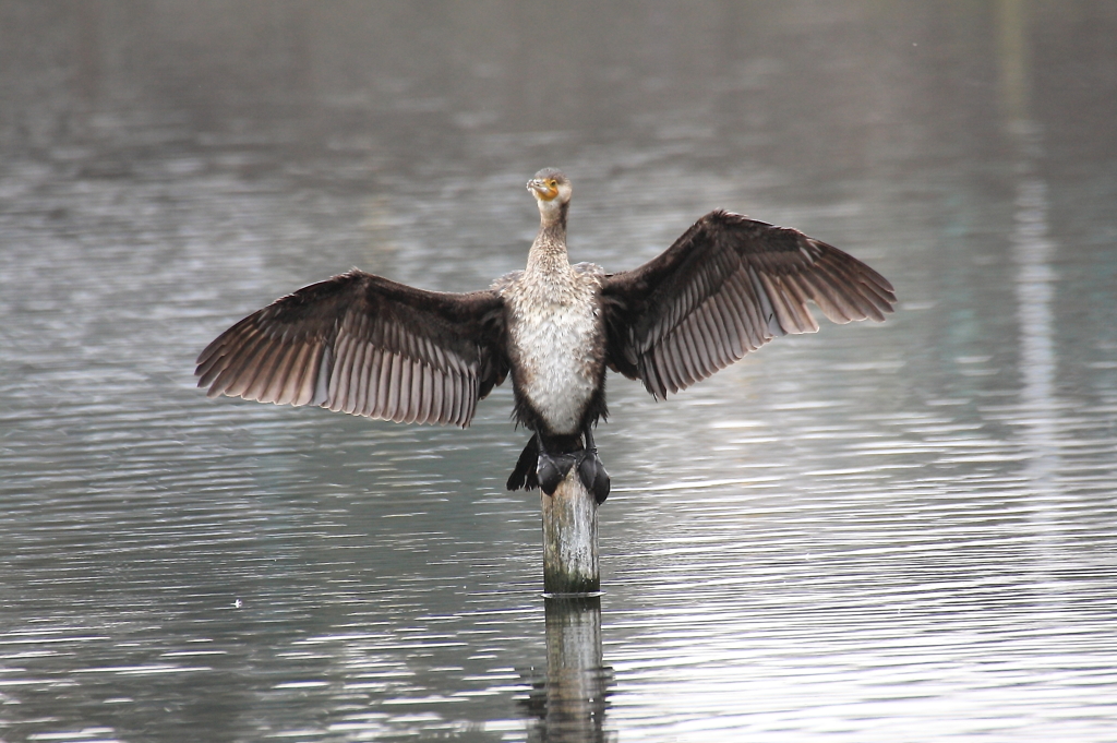 川鵜さんドヤ顔