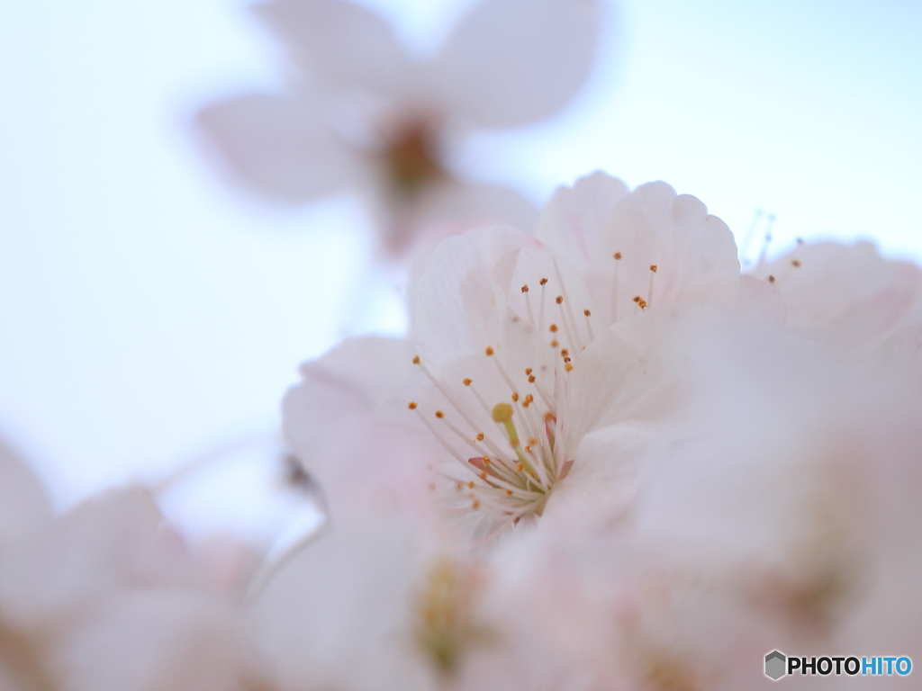 大寒桜（前ボケ）