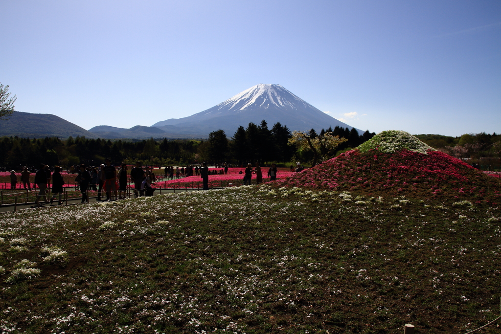 富士芝桜まつり