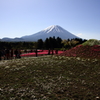 富士芝桜まつり