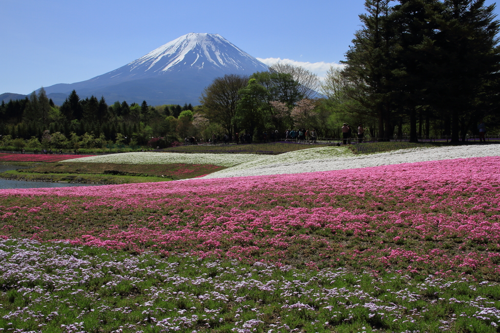 富士芝桜まつり