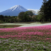 富士芝桜まつり