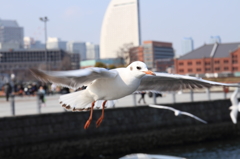 横浜にて