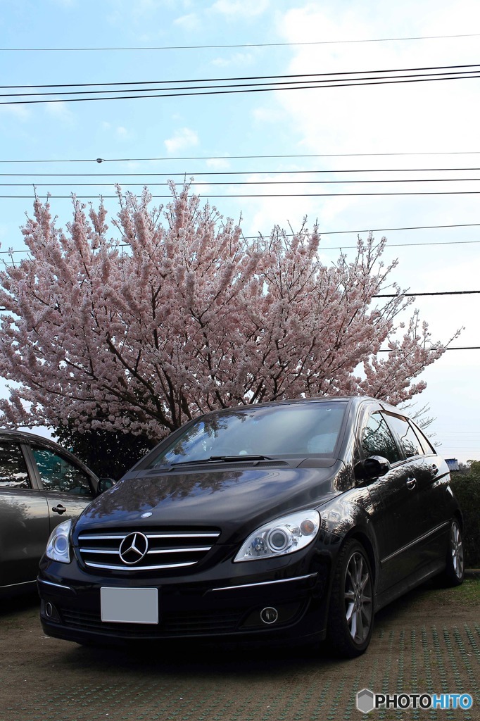 桜と愛車