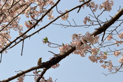 桜メジロン