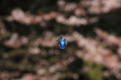 桜ホバ7