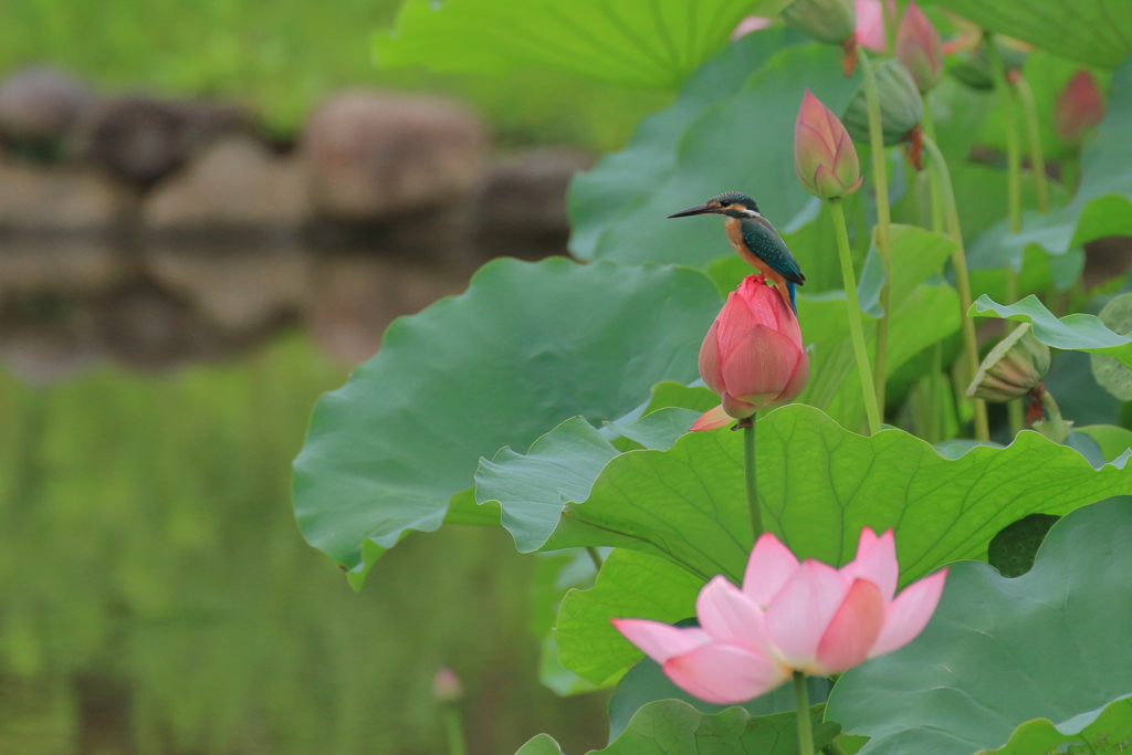 A kingfisher on the lotus