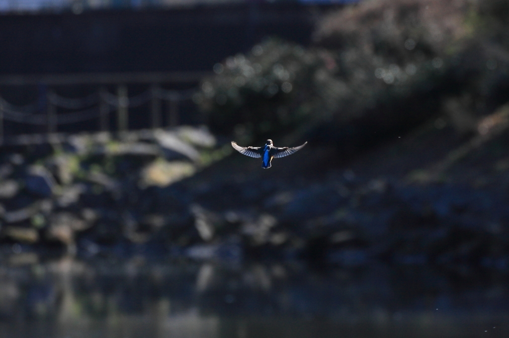 ホバ連写4