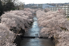 お花見写ん歩