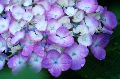 梅雨に似合う紫陽花