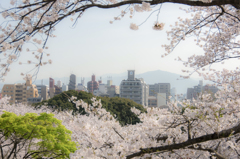 桜の街