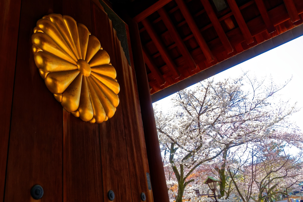 菊花紋のある門扉と桜　（靖国神社）