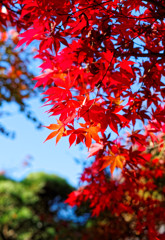 平林寺の紅葉　見事に真っ赤です