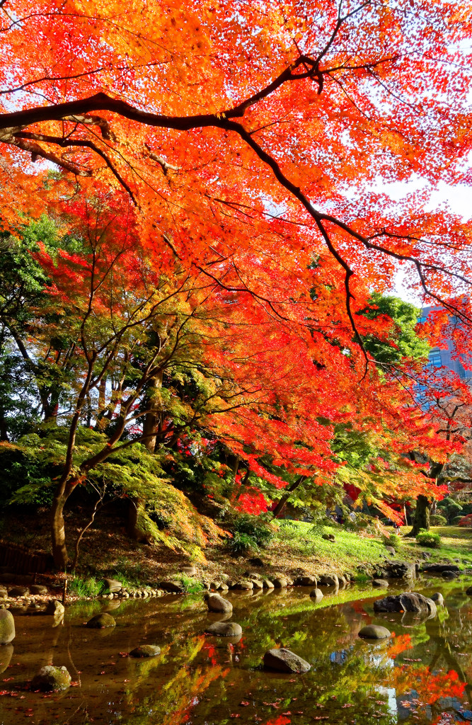 通天橋より紅色もみじ　（小石川後楽園）