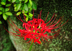 曼珠沙華　深大寺周辺にて