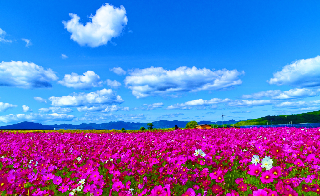 秋桜畑の上に秋の空（花の海）