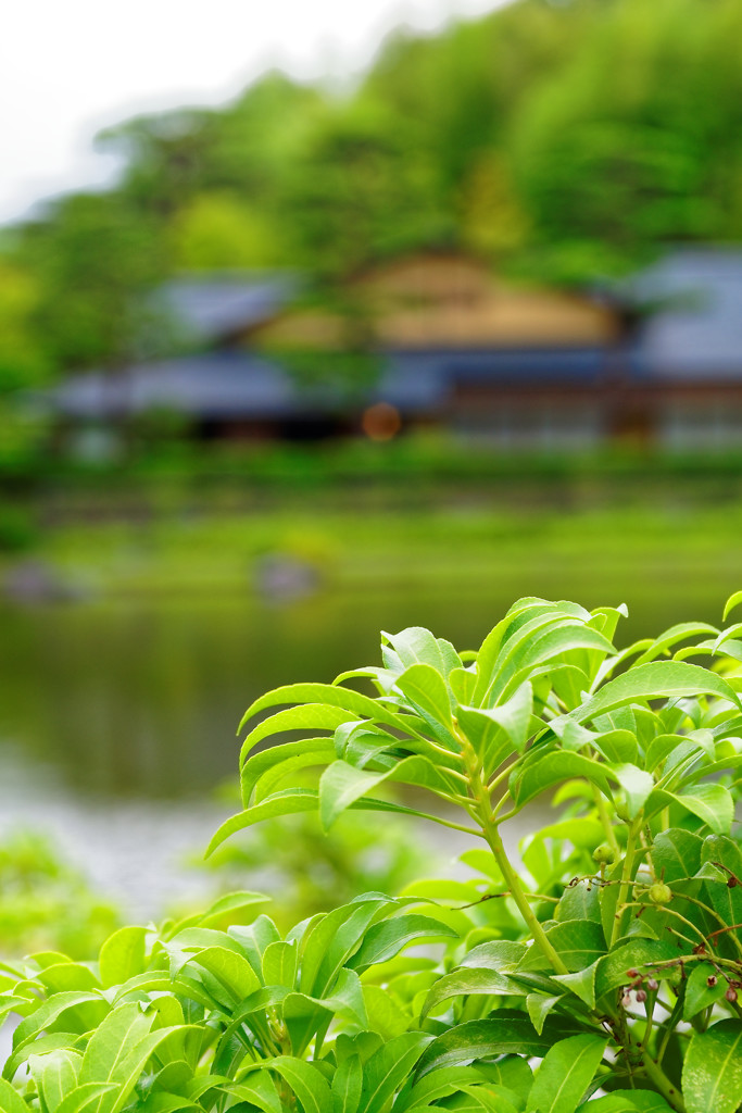 若葉のある光景②　国営昭和記念公園にて