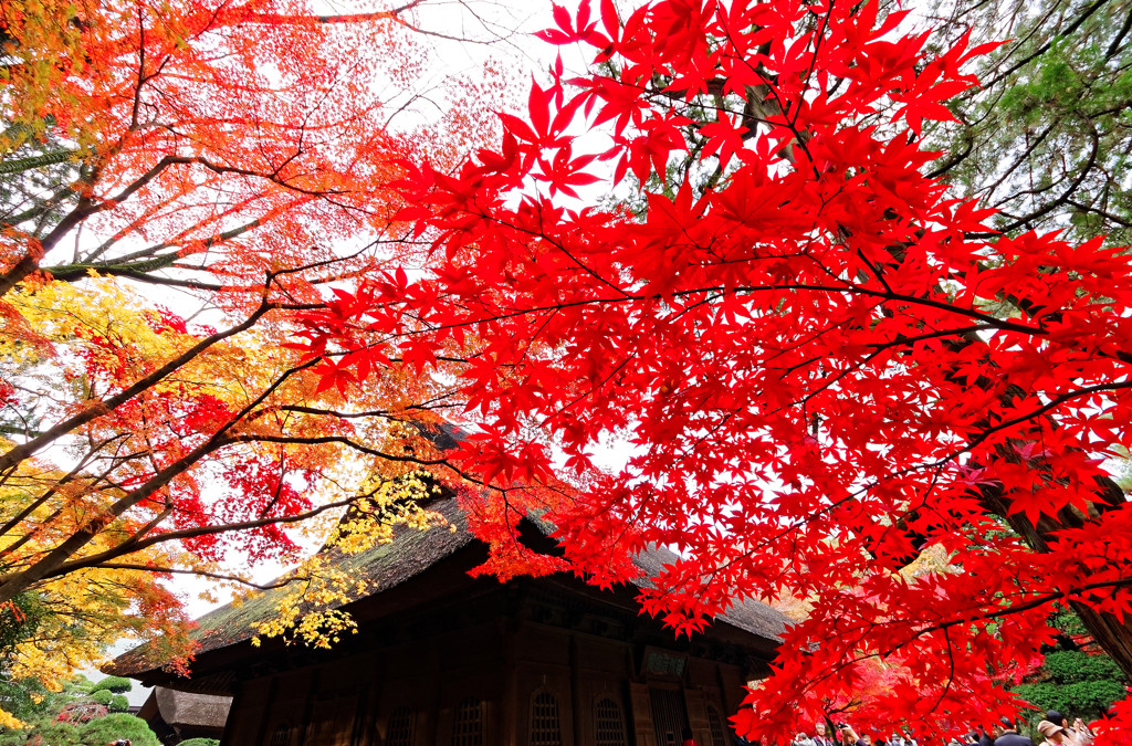 仏殿付近の紅葉　平林寺にて