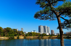 汐入の池　（浜離宮恩賜庭園）