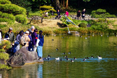 大泉水で餌やリ　清澄庭園にて