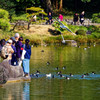 大泉水で餌やリ　清澄庭園にて