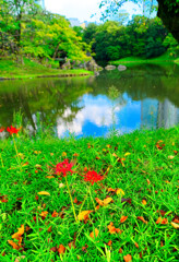 池畔に咲く　(小石川後楽園)