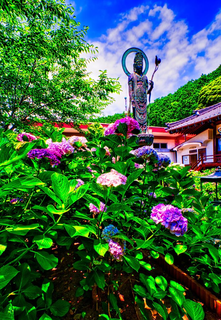 紫陽花と仏像（長門市 向徳寺)