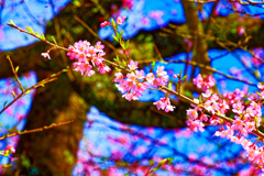 麗しき花の色 枝垂桜（徳佐八幡宮）