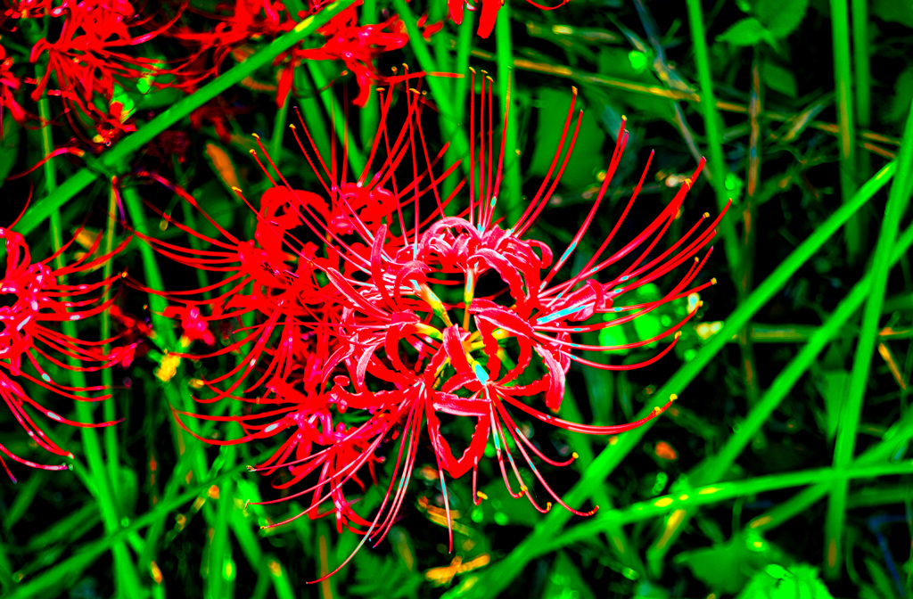 朱の花色 曼珠沙華（小鯖八幡宮）