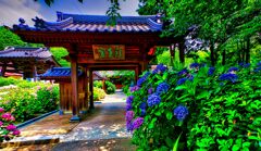 向徳寺の紫陽花（長門市)