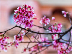 浅草ぶらり　六区通り（１）　年に２度咲く１０月桜