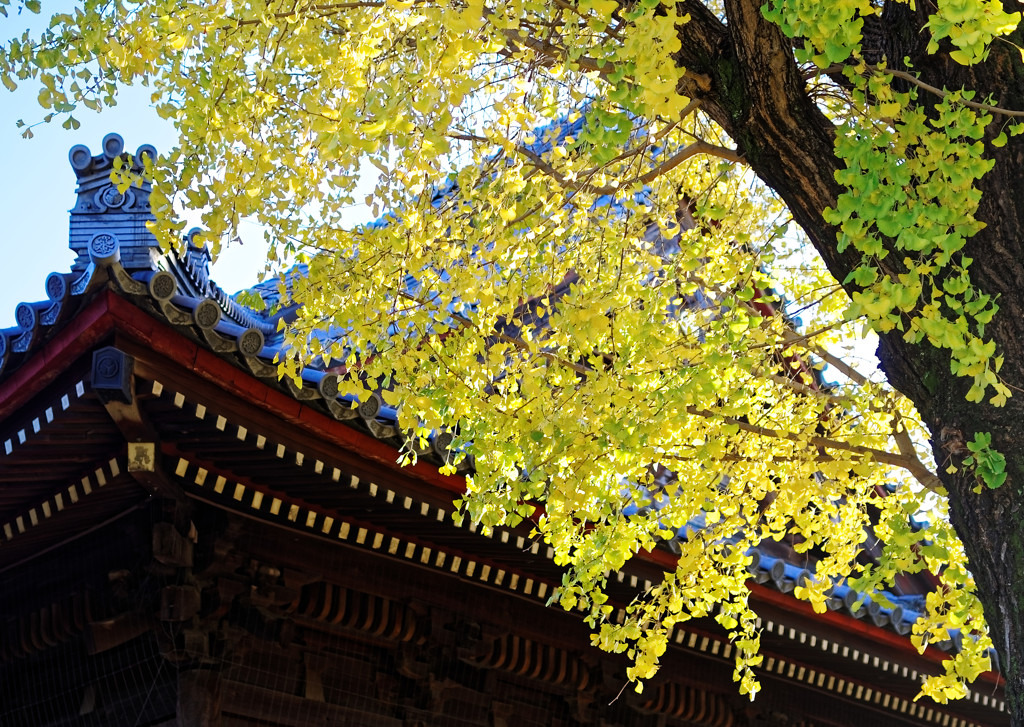 上野寛永寺のイチョウ（２）　紅葉しました