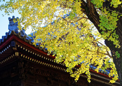 上野寛永寺のイチョウ（２）　紅葉しました