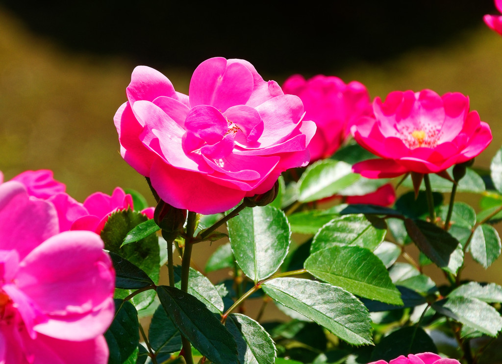 一番のお気に入りのバラ”アンジェラ”　（旧古河庭園）