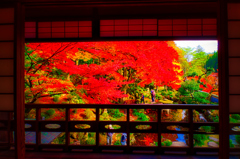 上の階より俯瞰 堀庭園紅葉（津和野町）