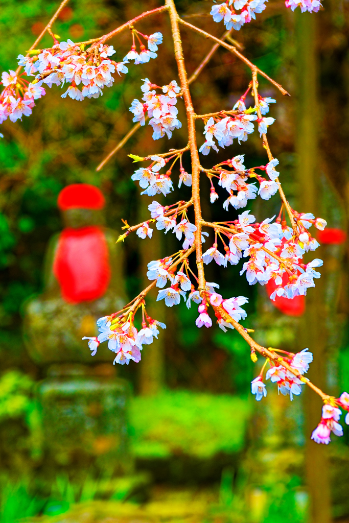 仏像バックに糸桜 南明寺（萩市）