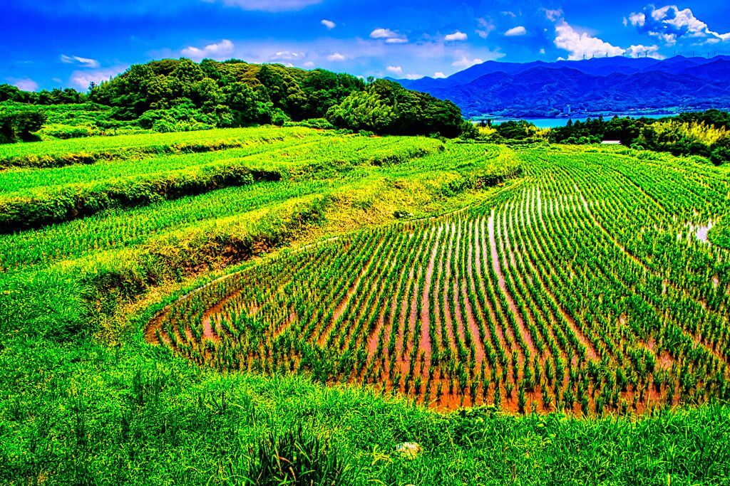 油谷の棚田①（長門市）
