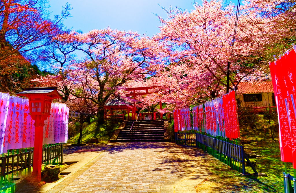 麗らかな春日和 桜①（長門市大寧寺）