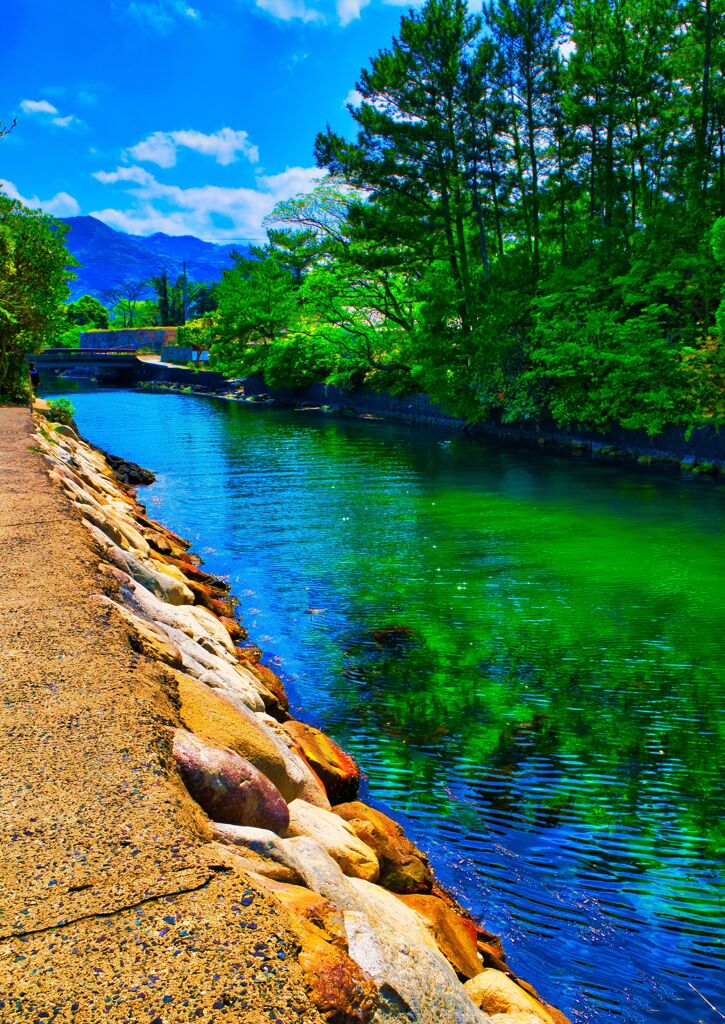 春陽の萩城跡脇水路　(山口県萩市 )