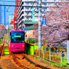 桜の木の側を走る都電荒川線③　（新宿区西早稲田）