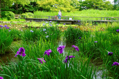 菖蒲畑　国営昭和記念公園にて