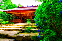 紫陽花と山門（防府市 阿弥陀寺)
