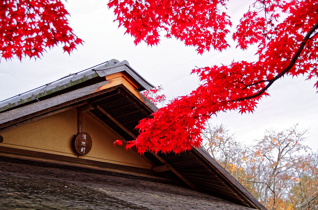 日本庭園の紅葉③　昭和記念公園にて