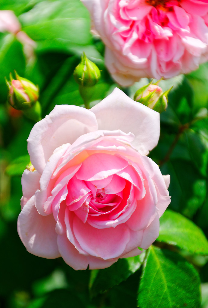 人気投票一位のシンデレラ　（旧古河庭園の薔薇）
