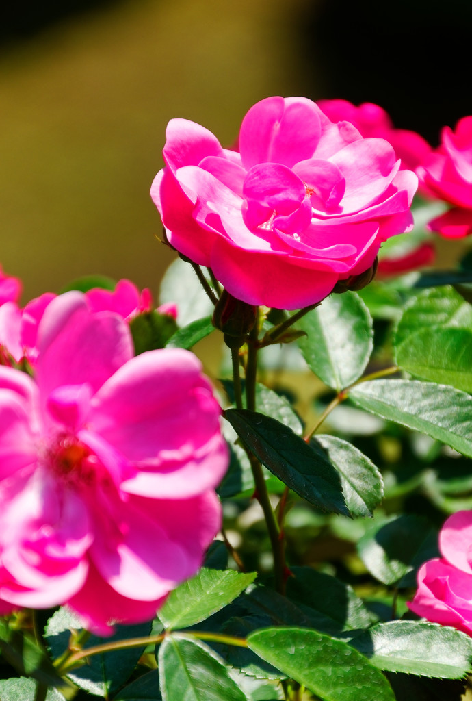 一番のお気に入りのバラ”アンジェラ”②　（旧古河庭園）