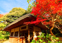 九八屋ともみじ　（小石川後楽園）