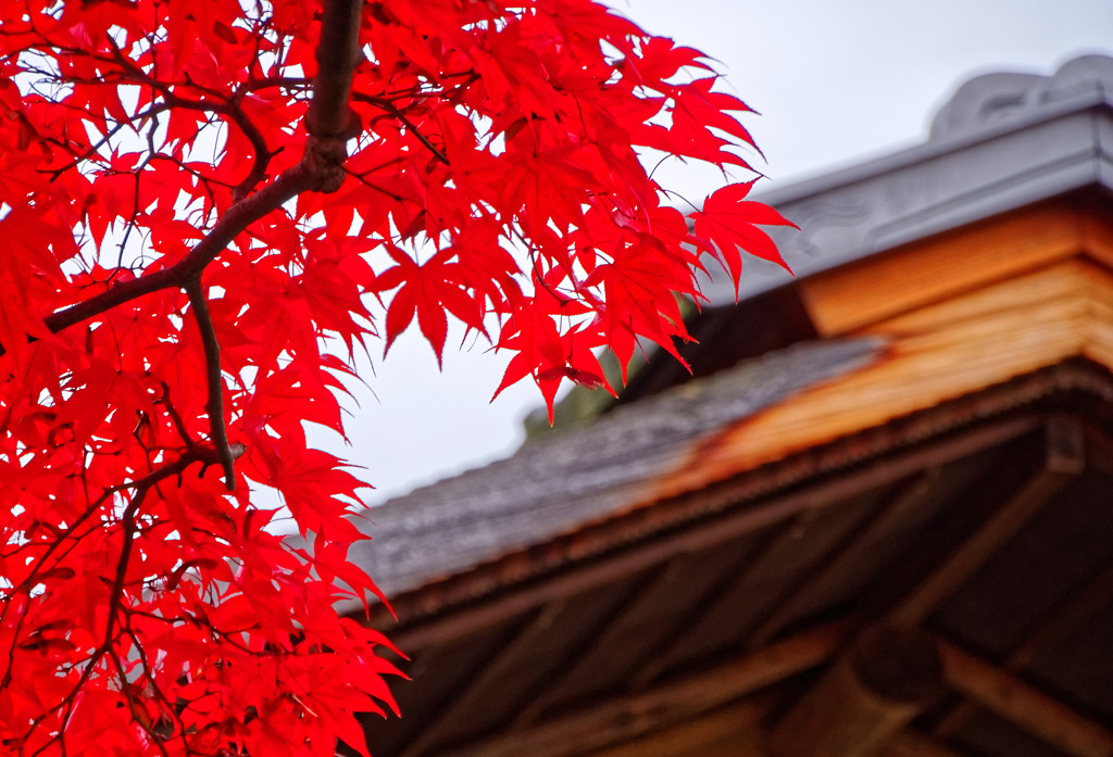 日本庭園の紅葉②　昭和記念公園にて