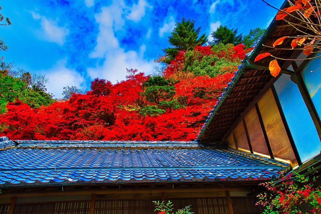 最盛期の秋色 紅紅葉　(津和野 旧堀氏庭園)