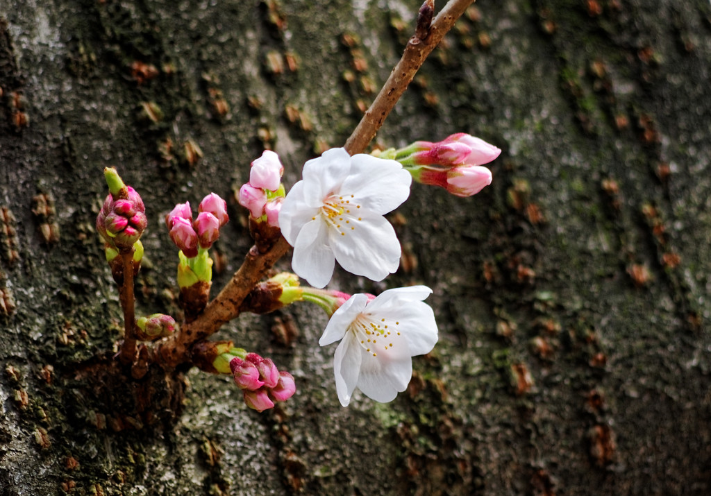 別所沼公園の桜