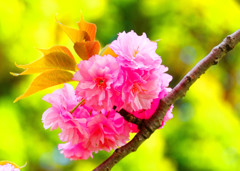 八重桜の代表格 関山 　（板橋区舟渡 浮間公園）